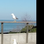 صورة المستخدم الرمزية