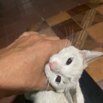 صورة المستخدم الرمزية
