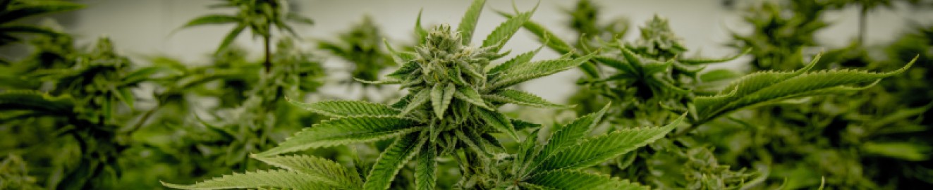 SlikerWeed420