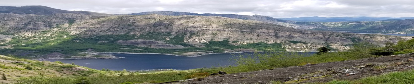 ScottishHawthorn