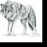 صورة المستخدم الرمزية