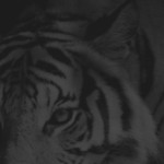 صورة المستخدم الرمزية