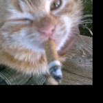 صورة المستخدم الرمزية