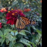 صورة المستخدم الرمزية