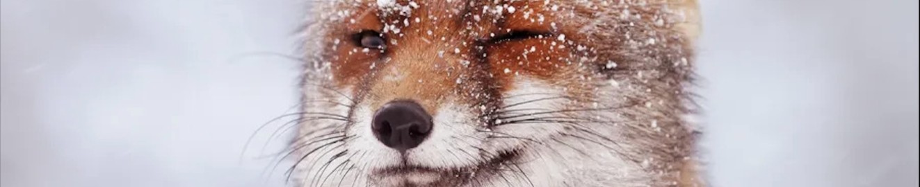 Leb Fox