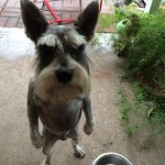 صورة المستخدم الرمزية