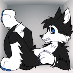 WildCollieAD