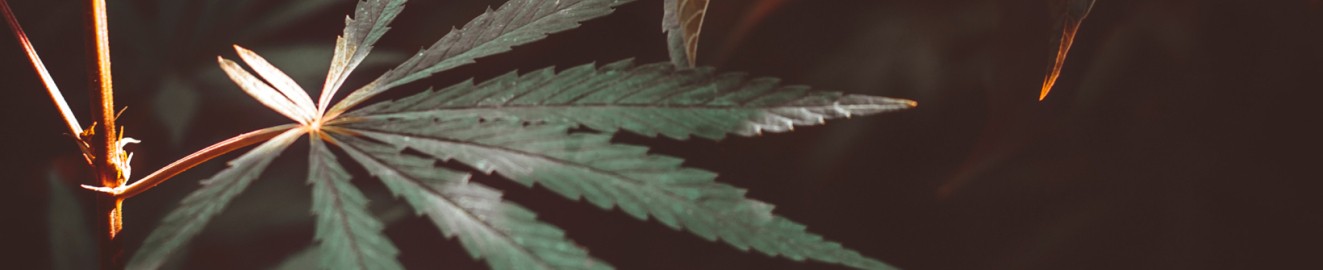 bakedcannabitch