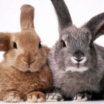 MrNMrsBunny