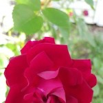 صورة المستخدم الرمزية