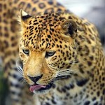 صورة المستخدم الرمزية
