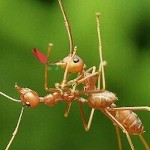 صورة المستخدم الرمزية