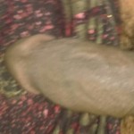 صورة المستخدم الرمزية