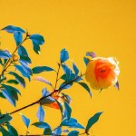 صورة المستخدم الرمزية