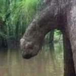 صورة المستخدم الرمزية