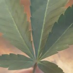 صورة المستخدم الرمزية