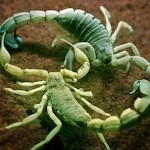 صورة المستخدم الرمزية