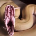 صورة المستخدم الرمزية