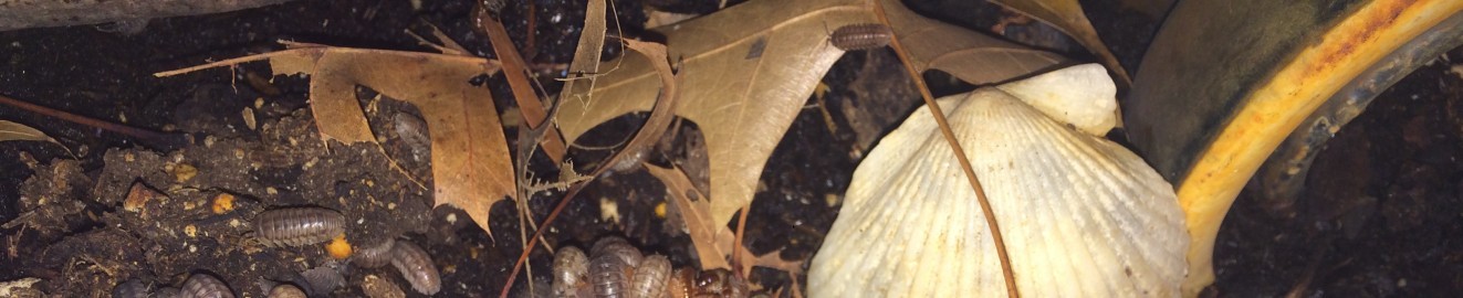 FriskyIsopod