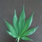 صورة المستخدم الرمزية