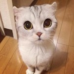 صورة المستخدم الرمزية