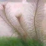 صورة المستخدم الرمزية