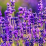 Miss lavender