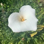 صورة المستخدم الرمزية