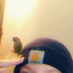 Avatar Pengguna