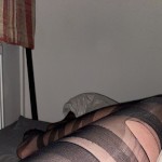 صورة المستخدم الرمزية