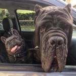 صورة المستخدم الرمزية