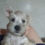 Cesarelbobo