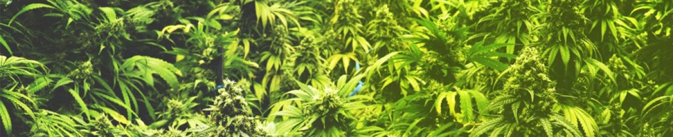 Pumpkinnn_420