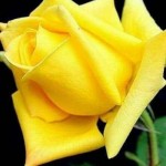 صورة المستخدم الرمزية