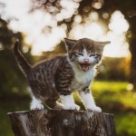 صورة المستخدم الرمزية