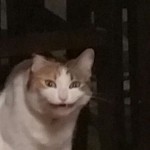 صورة المستخدم الرمزية