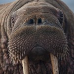 SensualWalrus33