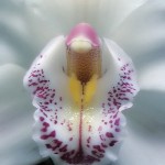 Bigfatwetclit