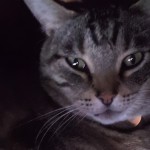 صورة المستخدم الرمزية