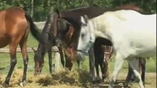 Ride Em Rough - Scene 5