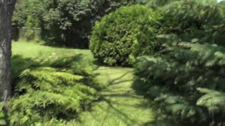 Peeing in the Park
