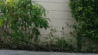 hotel nut outside