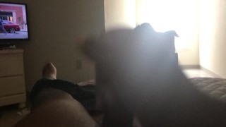Hairy Bear Jerks it
