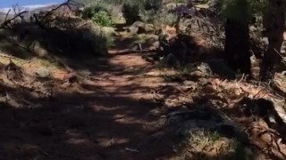 Public wank in Forrest with cum