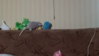 Played with the penis