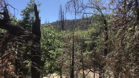 Fucking and Sucking in the Sequoia National Forest (Day 1)
