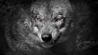 Small Town Gay Boy Turned Radical Pornstar [Onlyfans.com/Flint-Wolf]