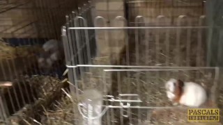 PASCALSSUBSLUTS - Pierced Louise Kay drilled before facial