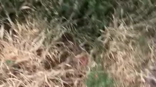 Naked forest walk