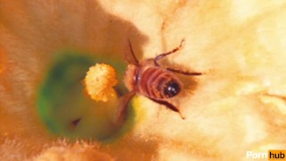 INTERNATIONAL BEE-KAKE PARTY